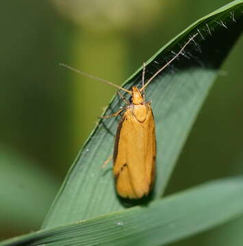 Image of Philobota protecta Meyrick 1920