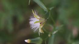 Image of Stebbins' desertdandelion