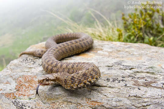 Image of Vipera walser Ghielmi, Menegon, Marsden, Laddaga & Ursenbacher 2016