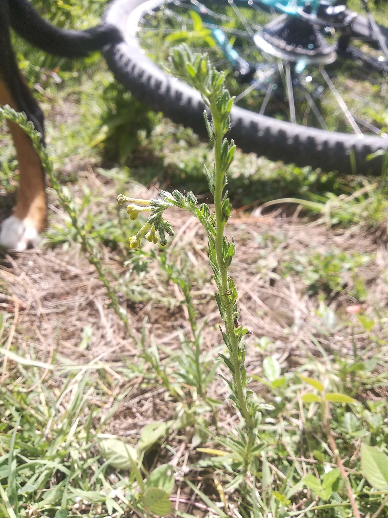 Plancia ëd Lithospermum strictum Lehm.