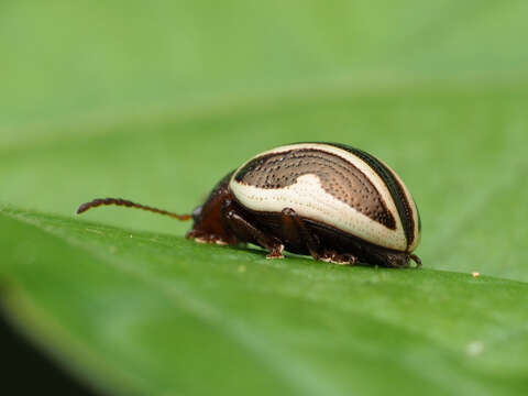 Image of Calligrapha (Bidensomela) bidenticola Brown 1945