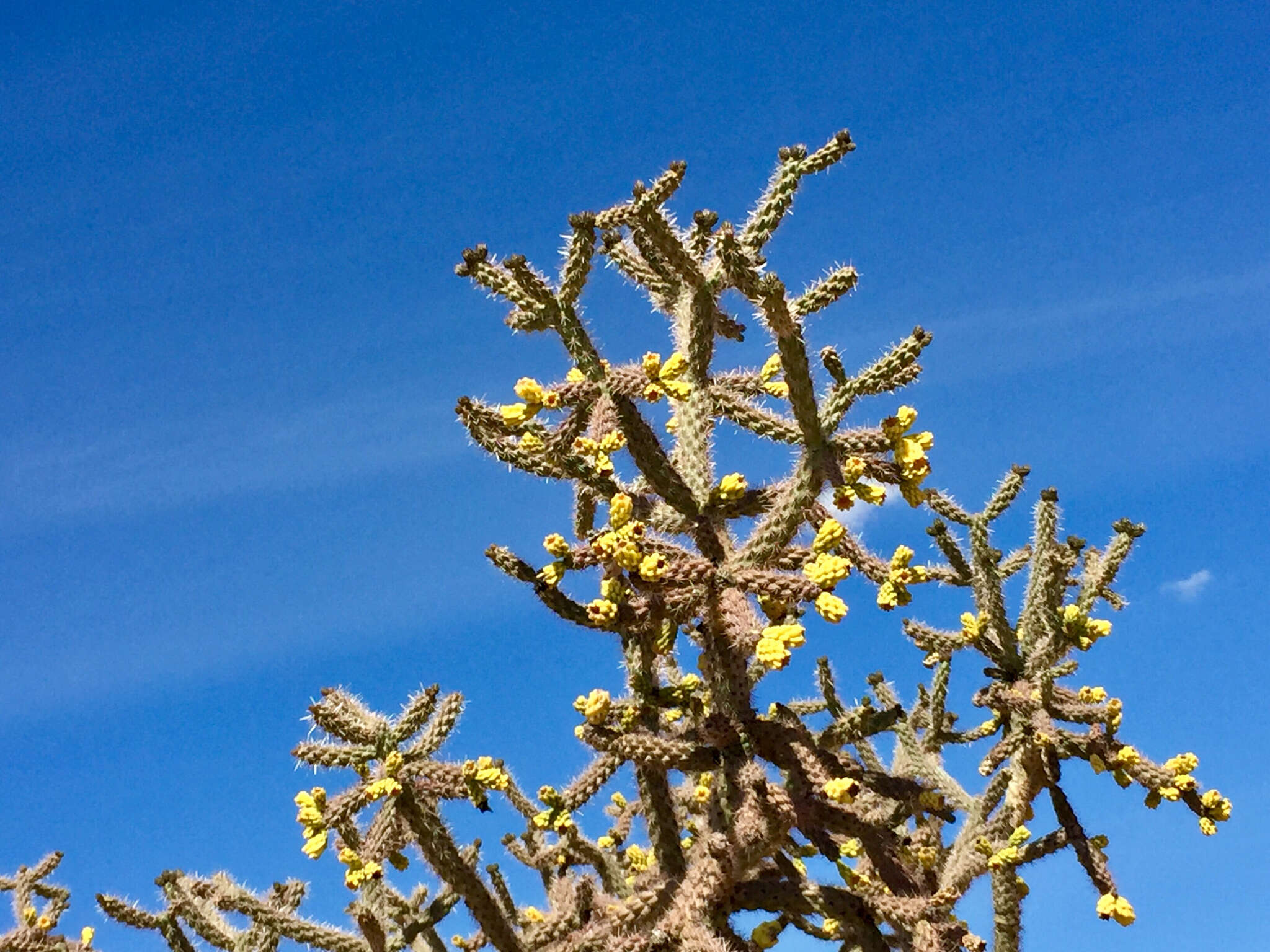 Image of Cylindropuntia imbricata subsp. spinosior