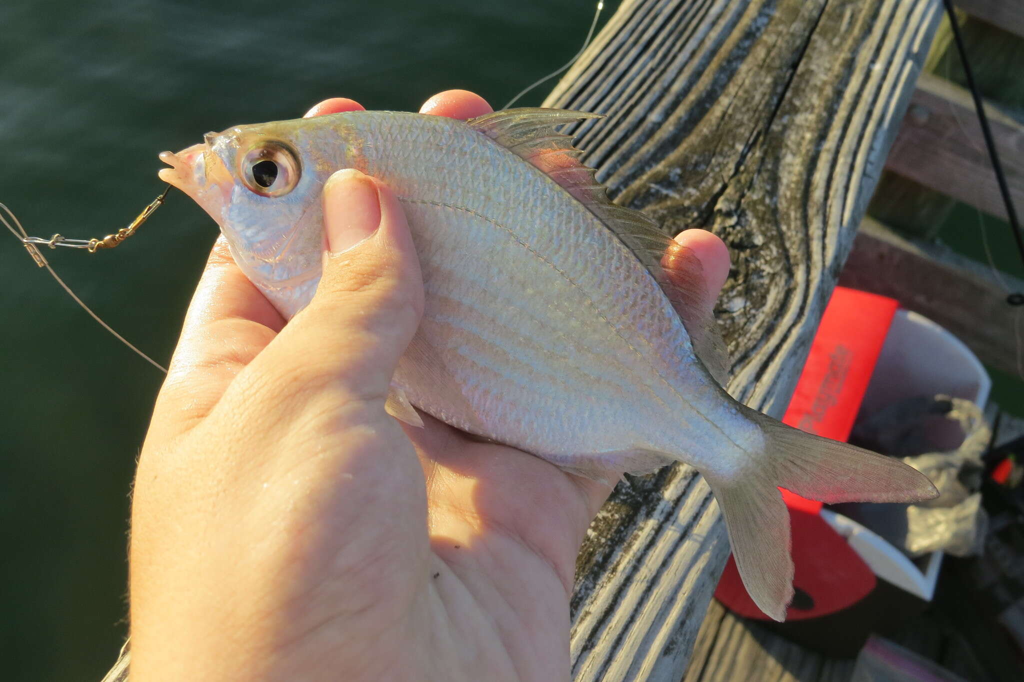 Sivun Eucinostomus gula (Quoy & Gaimard 1824) kuva