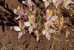 Image of Alstroemeria angustifolia subsp. velutina Ehr. Bayer