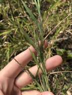 Plancia ëd Muhlenbergia frondosa (Poir.) Fernald