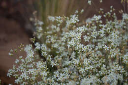 Image of Ferris' sandwort