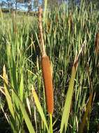 Image of Bulrush