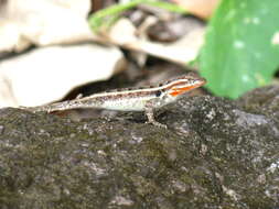 Image of Rose-bellied Lizard