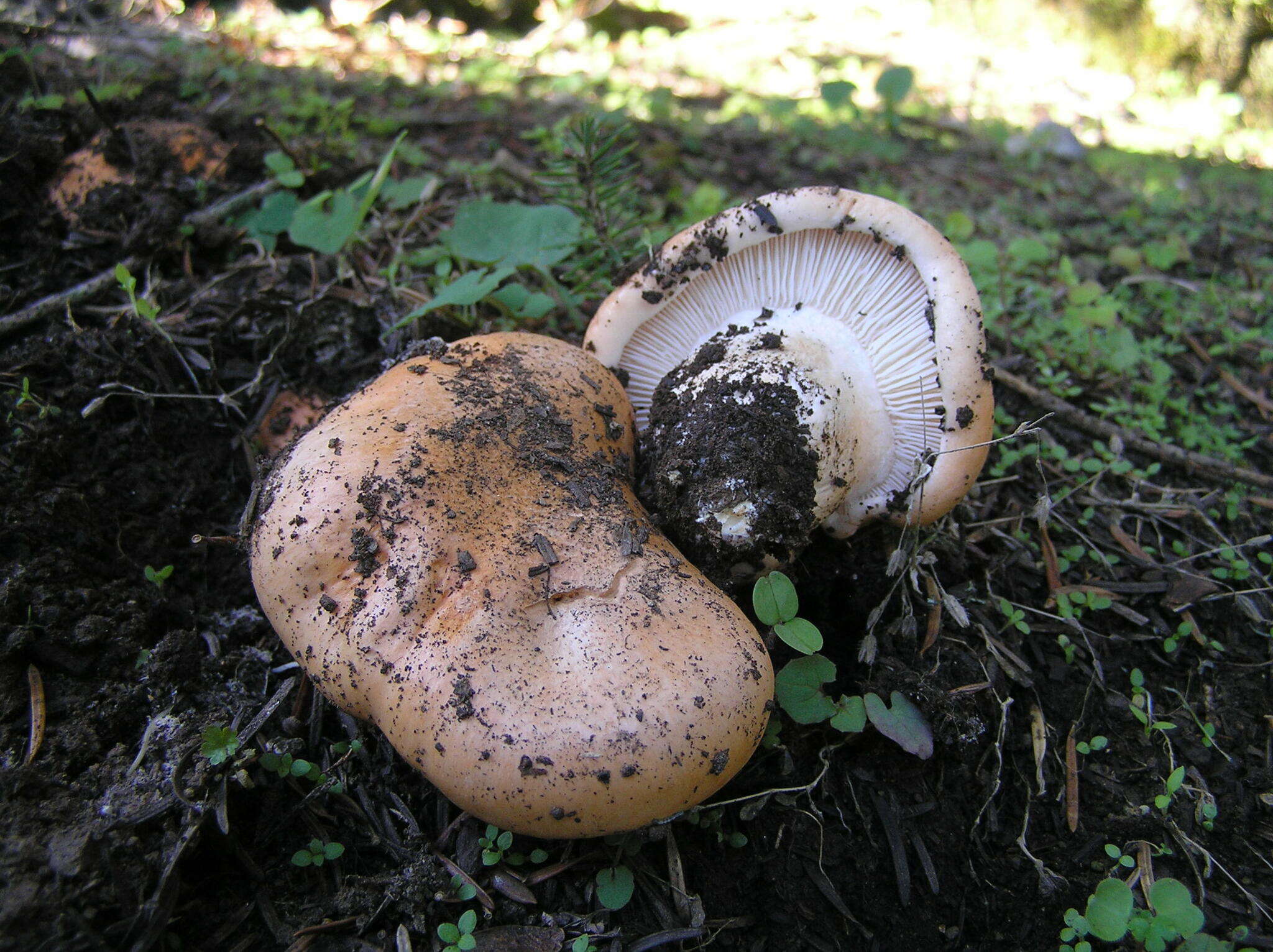 Image of Hygrophorus pudorinus (Fr.) Fr. 1836