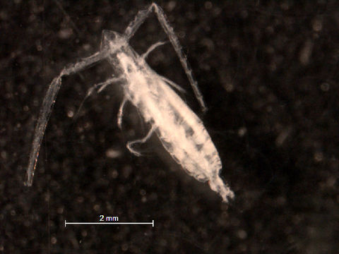 Image of Eucalanidae