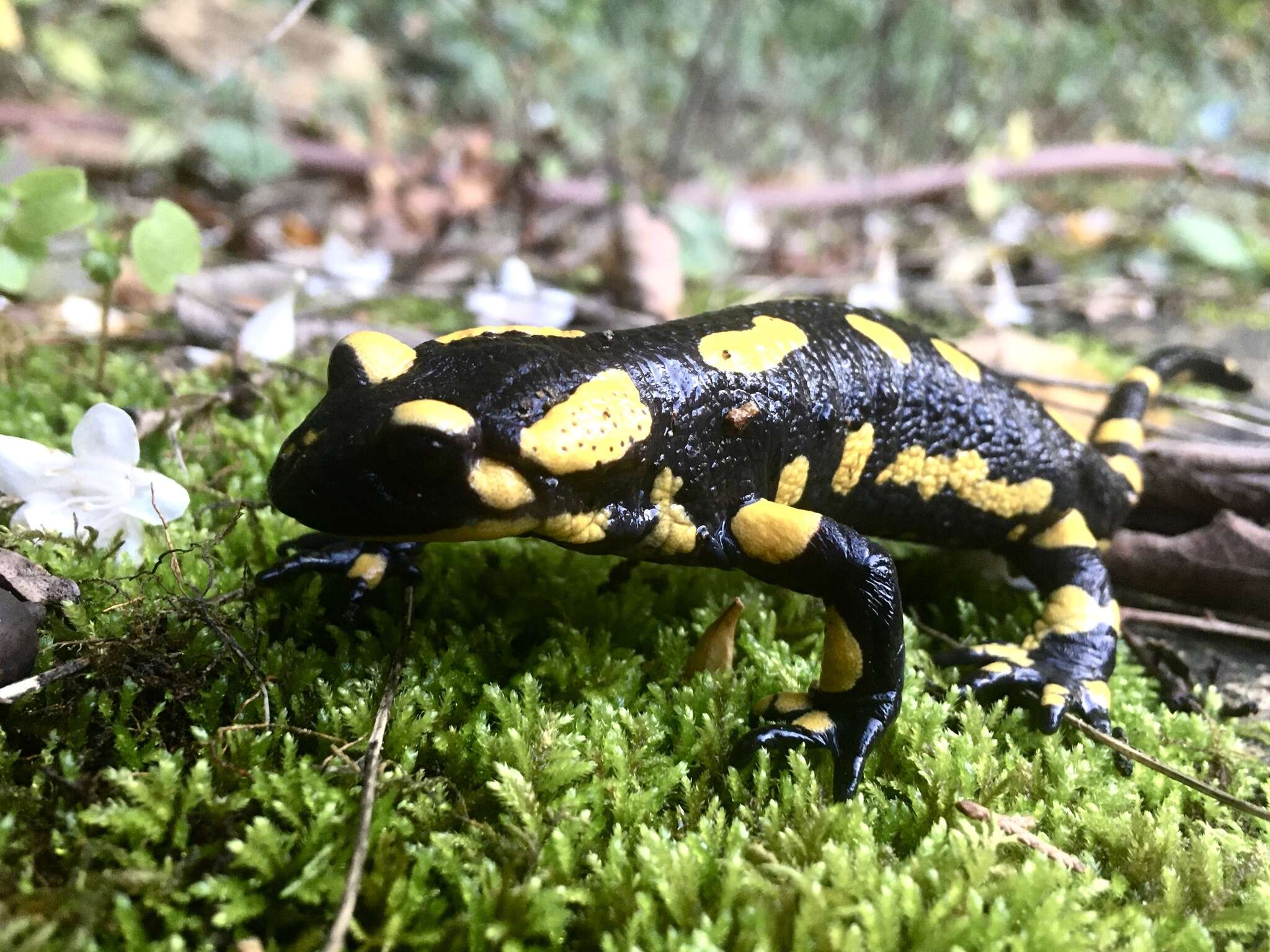 Image de Salamandra salamandra terrestris Lacépède 1788