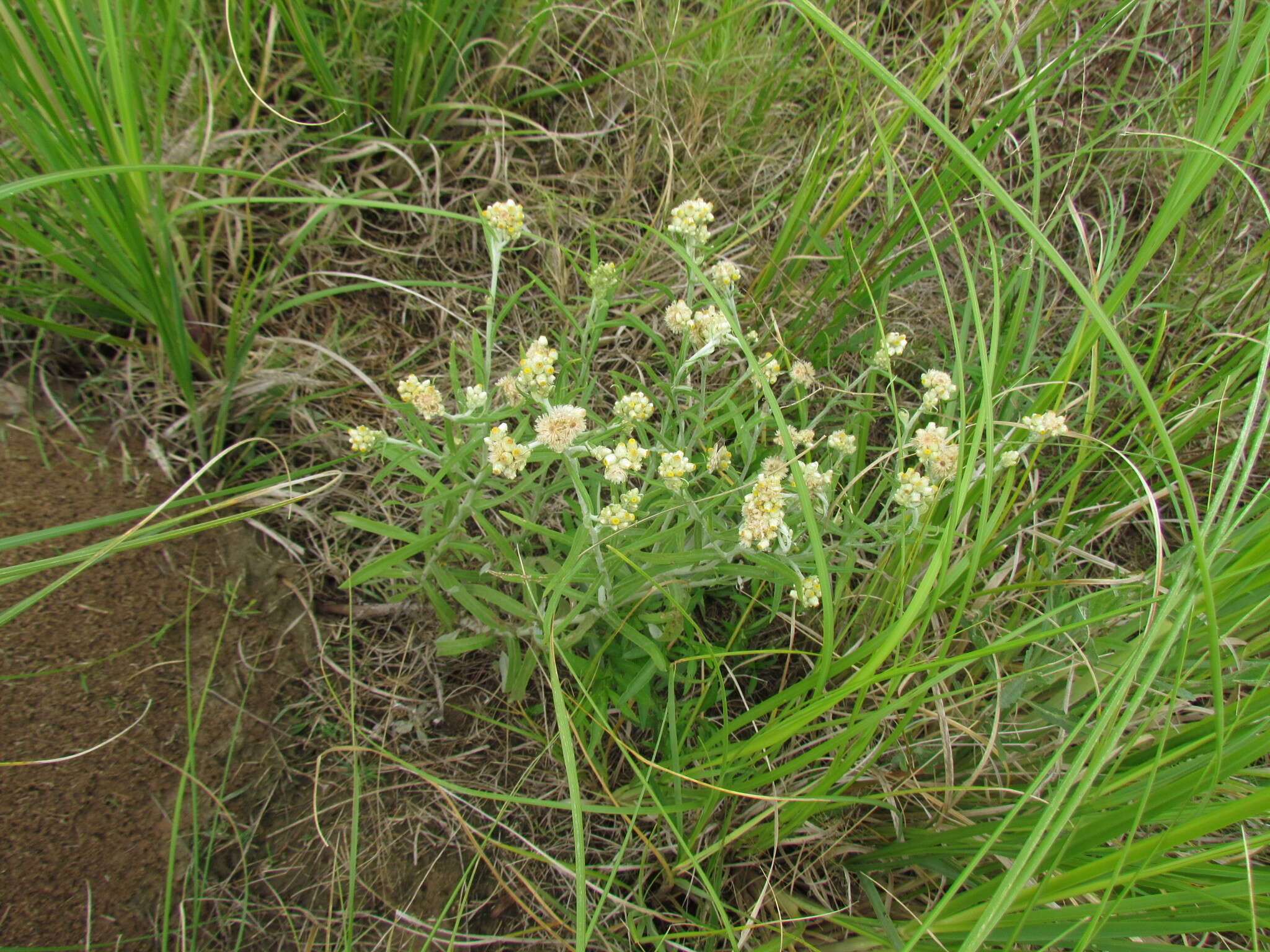 Слика од Pseudognaphalium gaudichaudianum (DC.) A. A. Anderberg