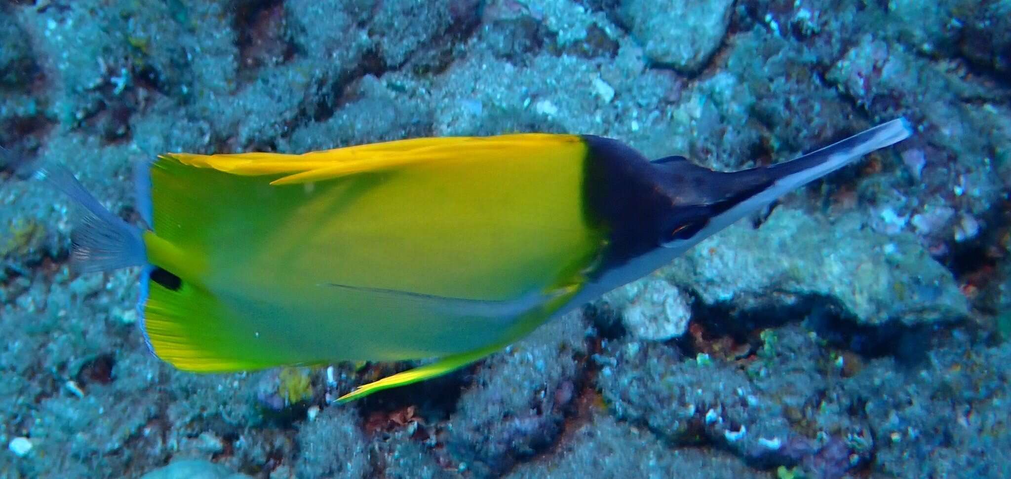 Image of Big long-nosed Butterflyfish