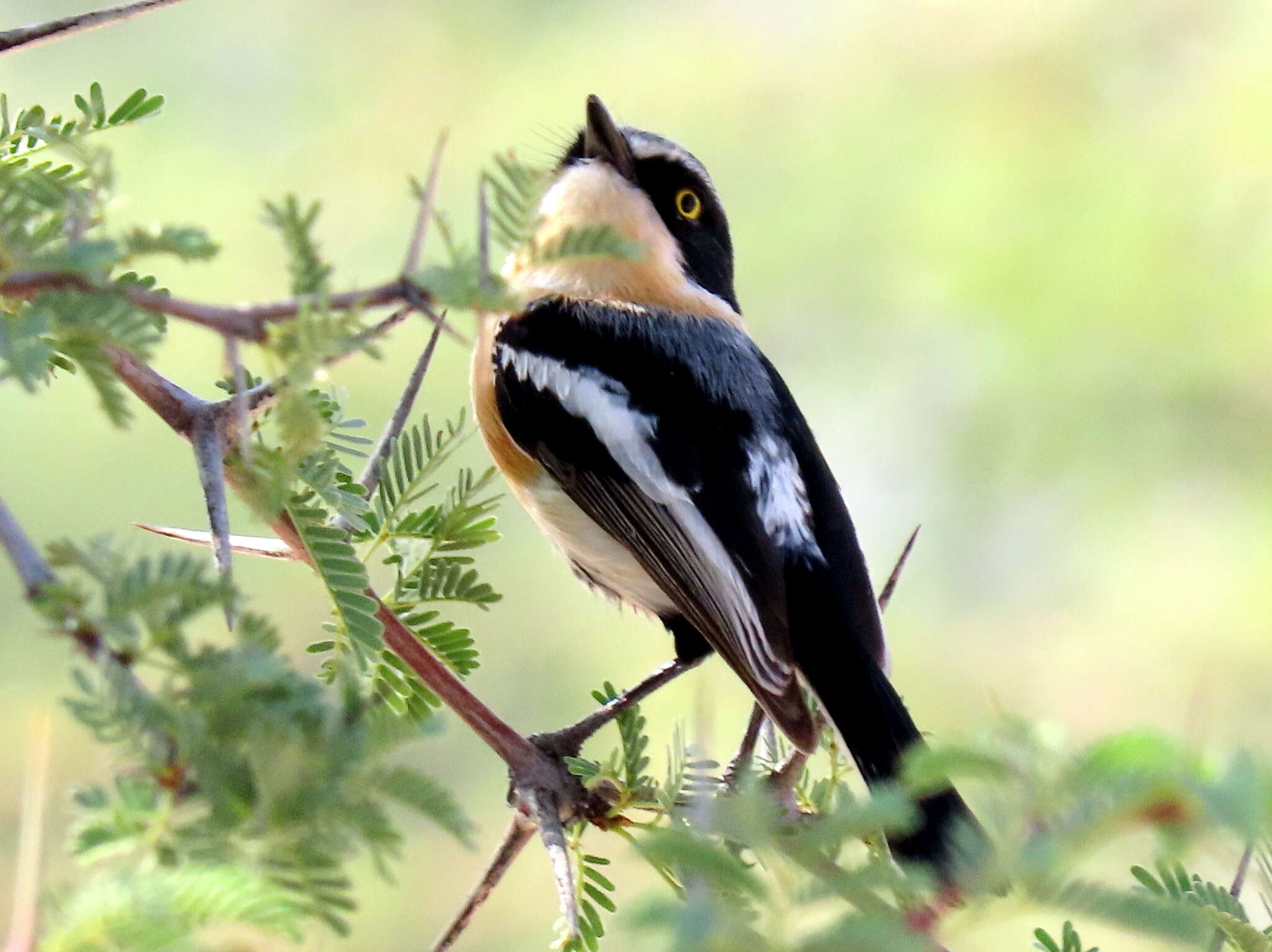 Image of Batis pririt affinis (Wahlberg 1855)