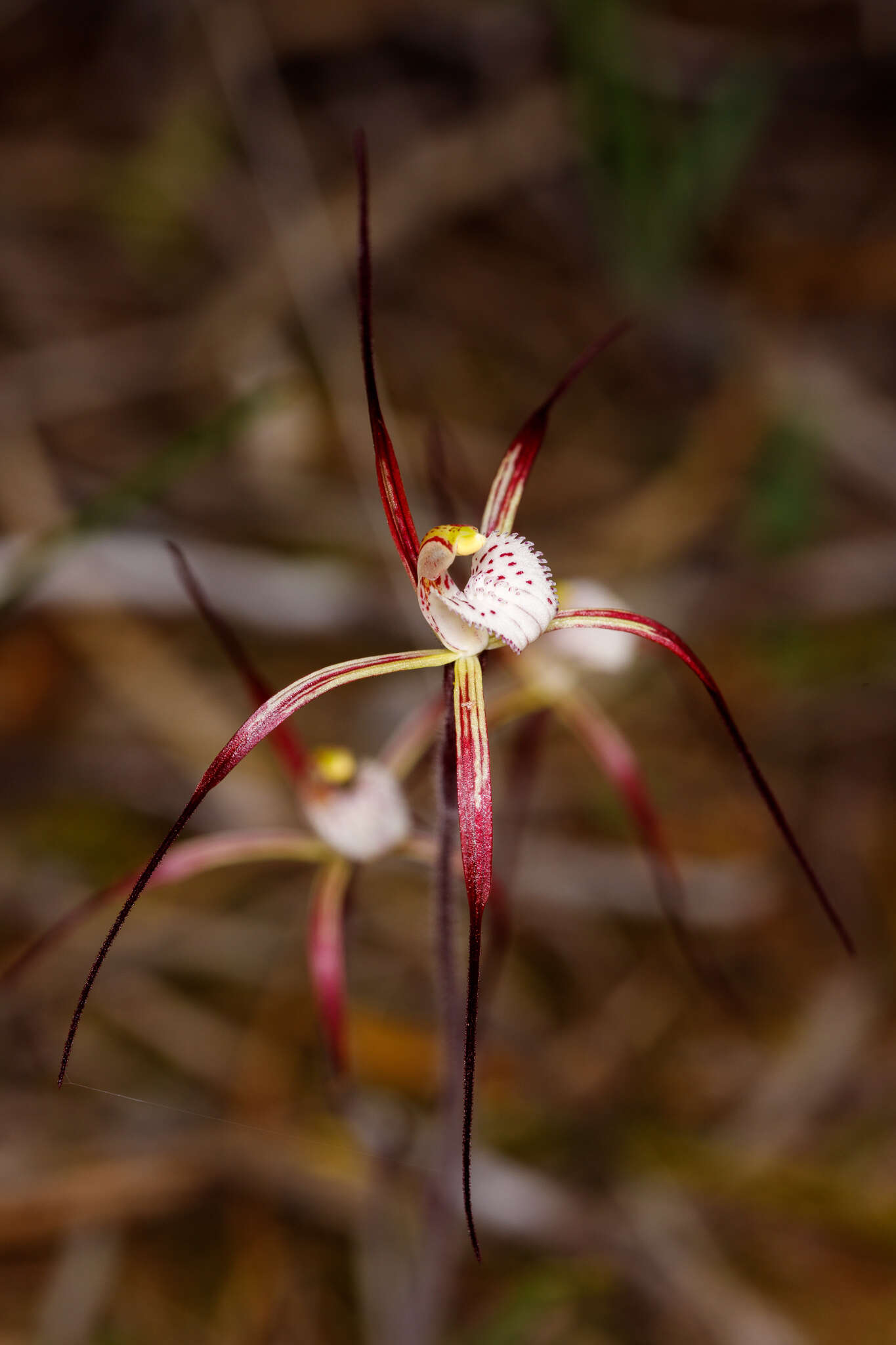 Image of Caladenia denticulata subsp. rubella A. P. Br. & G. Brockman