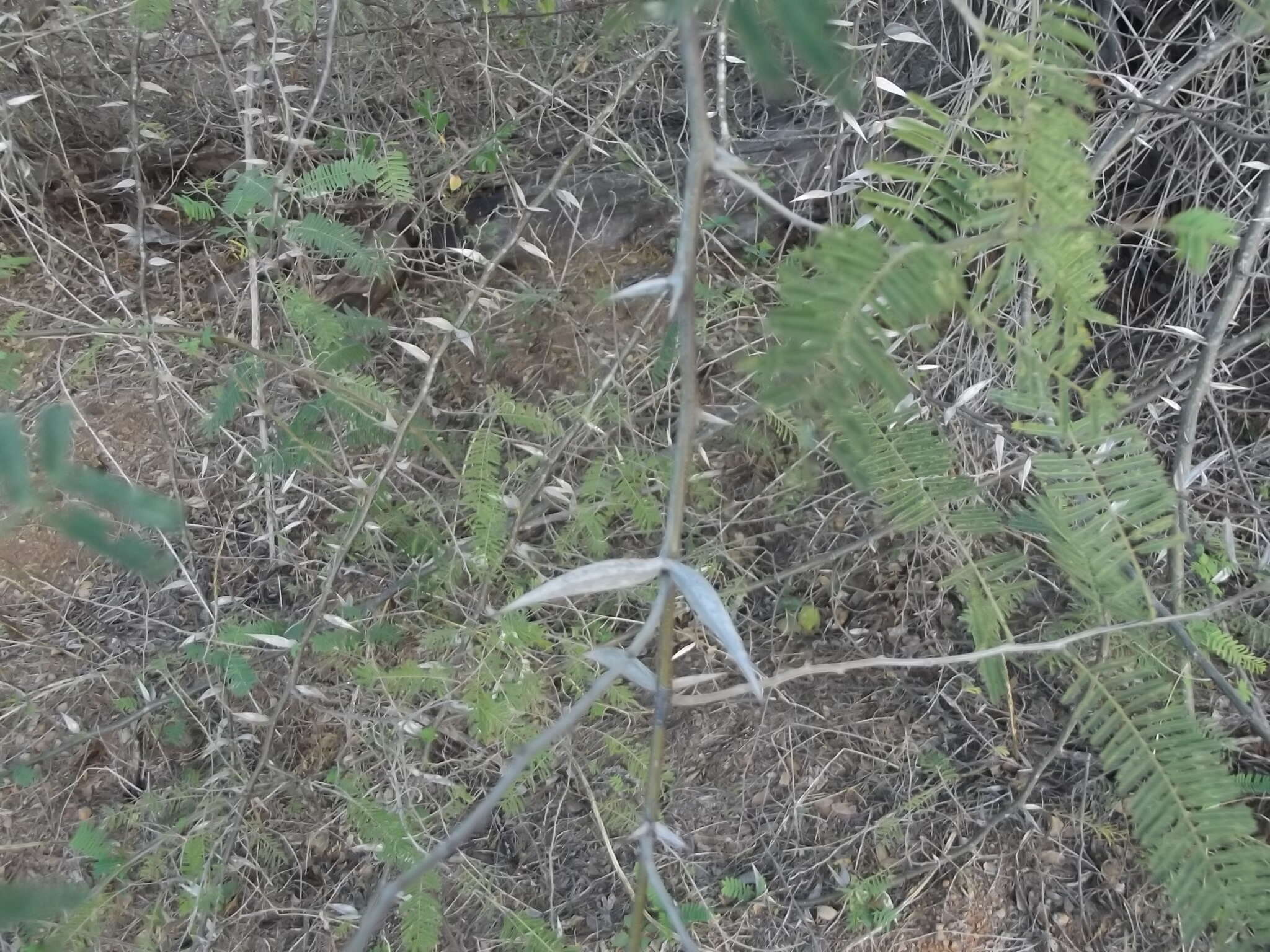 Image of Vachellia campeachiana (Mill.) Seigler & Ebinger