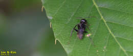 Plancia ëd Camponotus japonicus Mayr 1866