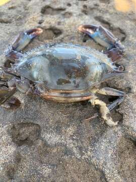 Image of arched swimming crab