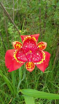 Image of Mexican Shellflower