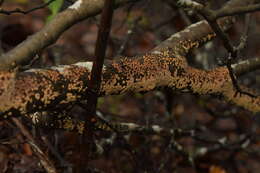 Aleurodiscus berggrenii (Cooke) G. Cunn. 1953的圖片