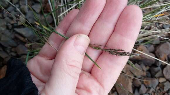 Image de Poa glauca Vahl