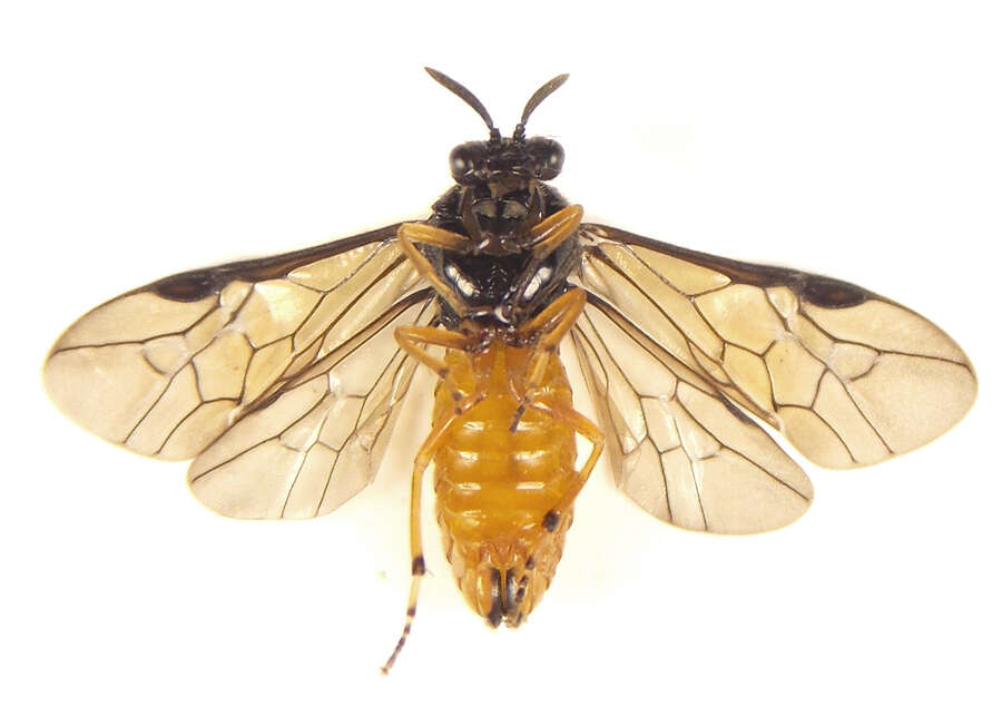 Image of Aprosthema melanurum