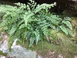 Image of spleenwort