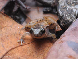 Image of Bornean Chorus Frog