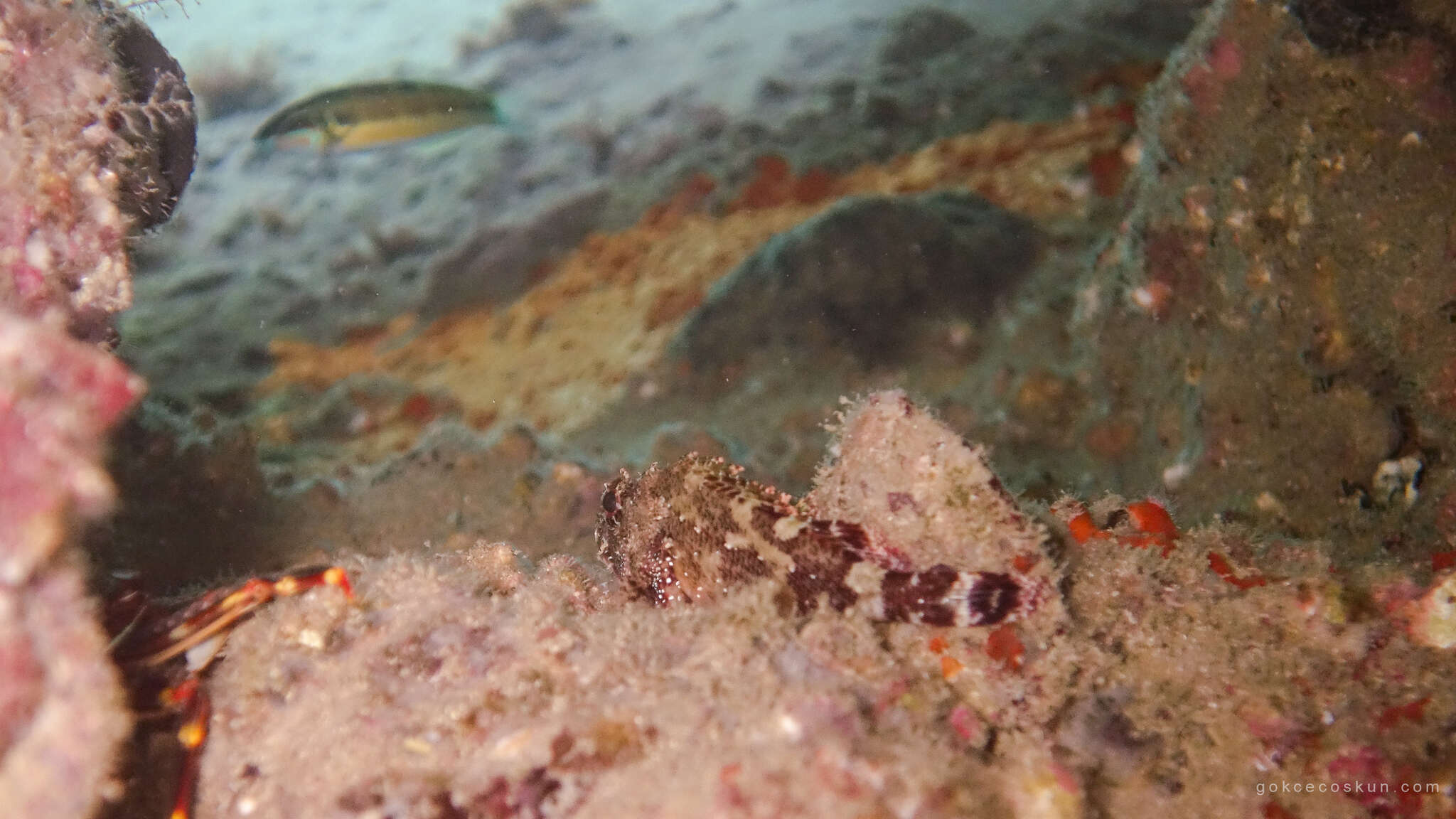 Image of Madeira Rock-fish