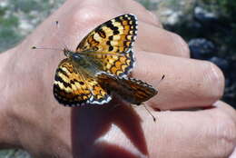 Image de Melitaea turkmanica Higgins 1940