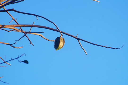 Image of Jacaratia mexicana A. DC.