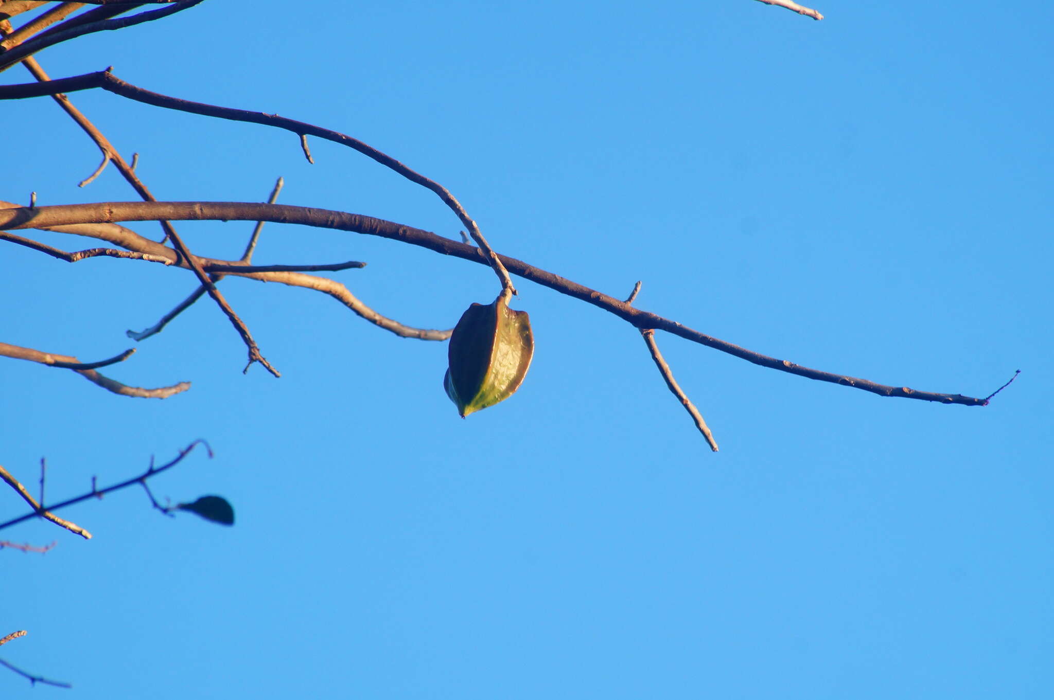 Image of Jacaratia mexicana A. DC.