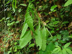 Image of Tephroseris longifolia (Jacq.) Griseb. & Schenk