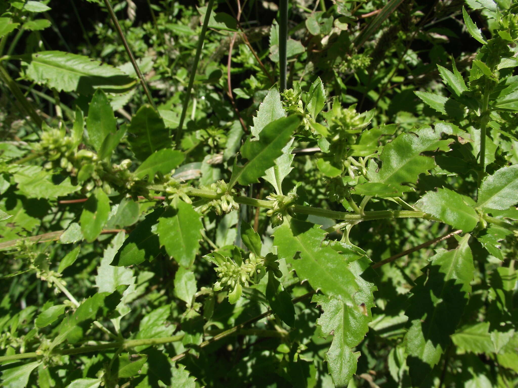Imagem de Haloragis erecta subsp. erecta