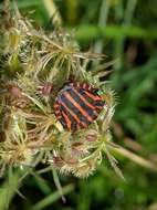 Image of Graphosoma italicum italicum