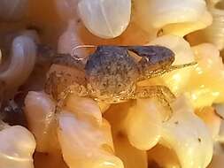 Image of common porcelain crab