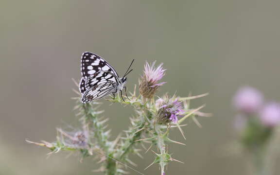 Image of Melanargia ines Hoffmannsegg 1804