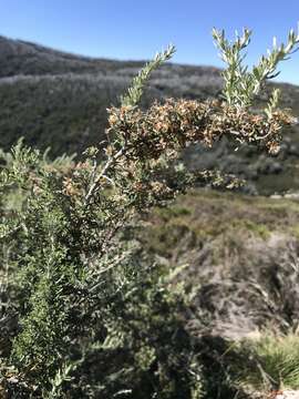 Image de Ozothamnus secundiflorus (Wakef.) A. A. Anderberg