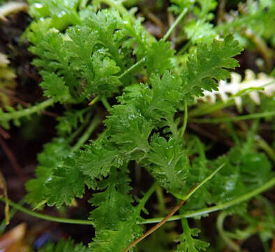 Image of Leptinella tenella (Cunn.) D. G. Lloyd & C. J. Webb