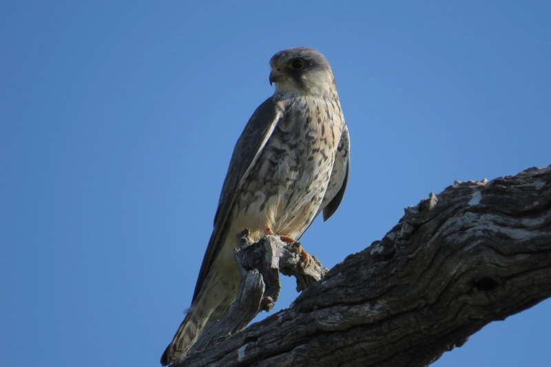 Image of Amur Falcon