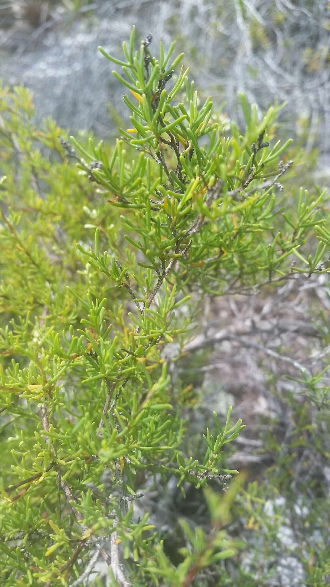 Image of Woody wireweed