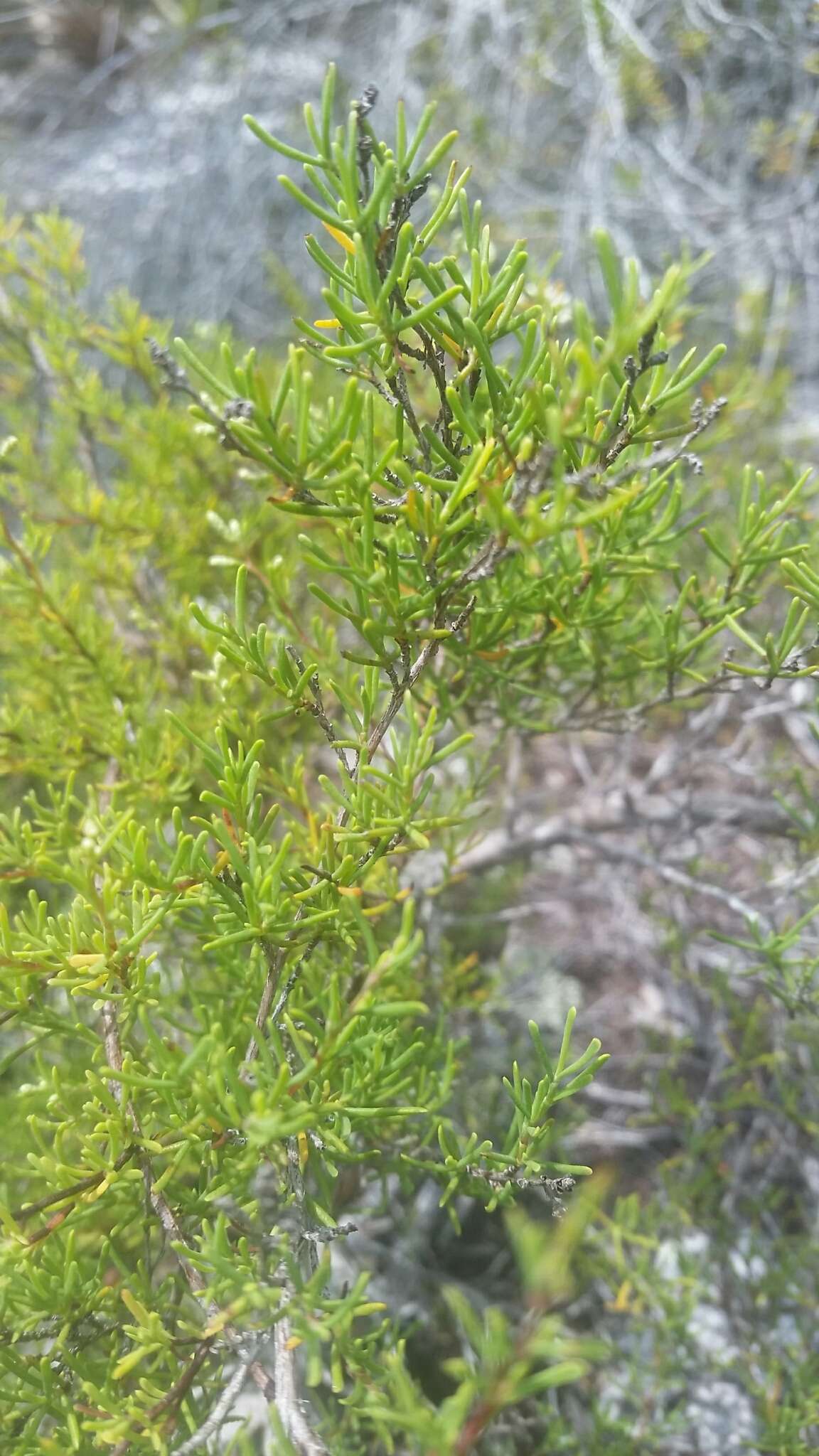 Image de Polygonella myriophylla (Small) Horton