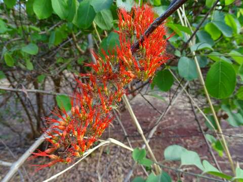 Image de Combretum paniculatum Vent.