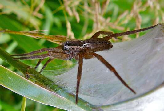 Image of Dolomedes minor L. Koch 1876