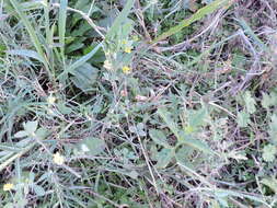 Image of field clover