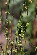 Image of Muehlenbeckia diclina (F. Müll.) F. Mueller.