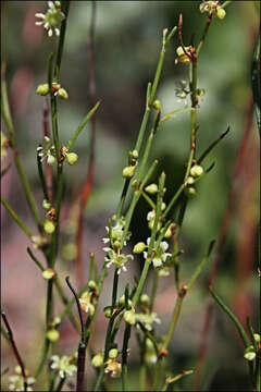 Image of Muehlenbeckia diclina (F. Müll.) F. Mueller.