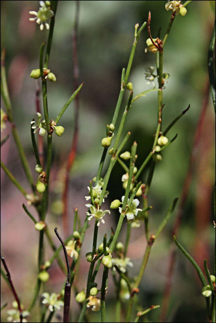 Image of Muehlenbeckia diclina (F. Müll.) F. Mueller.