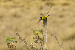 Spinus dominicensis (Bryant & H 1867)的圖片