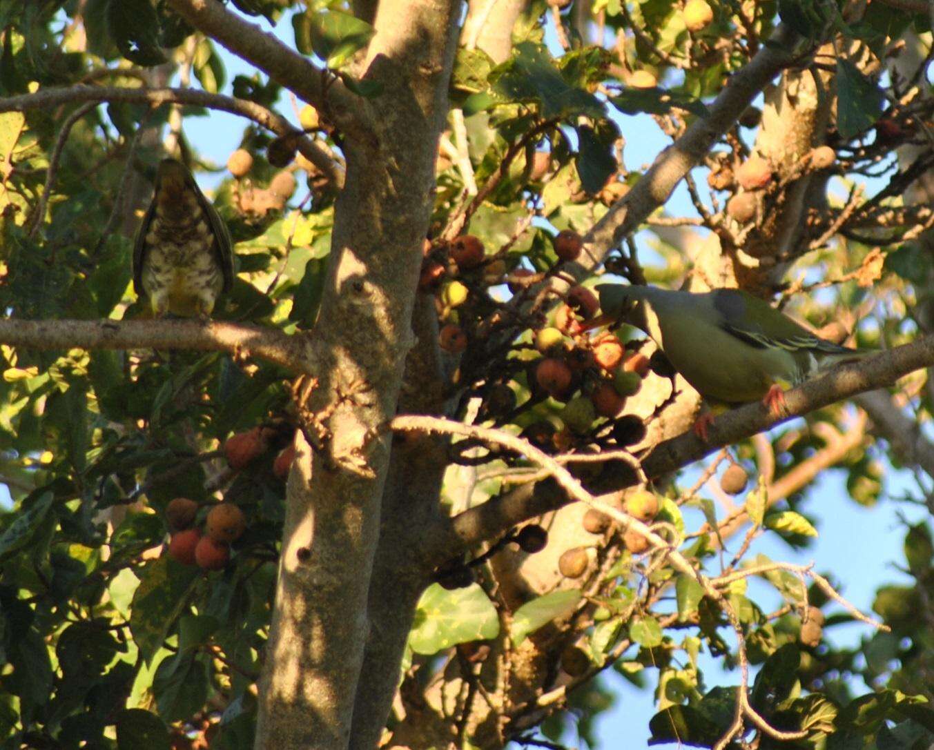 Image of Common cluster fig